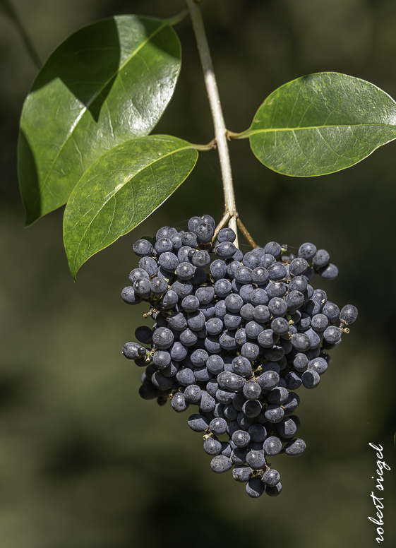 eleanor pardee park 2026